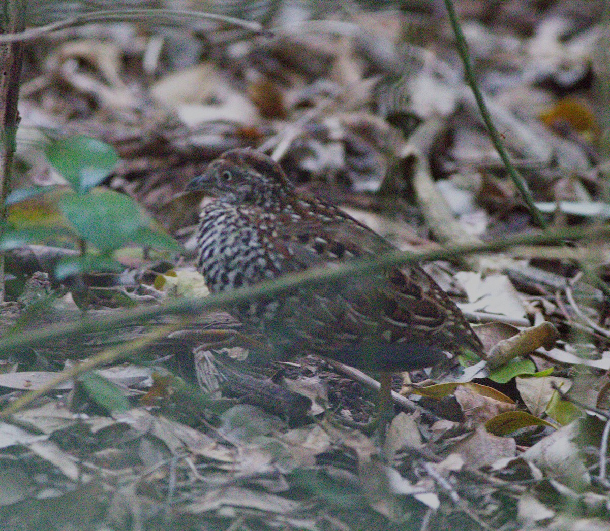Black-breasted Buttonquail - ML485740011