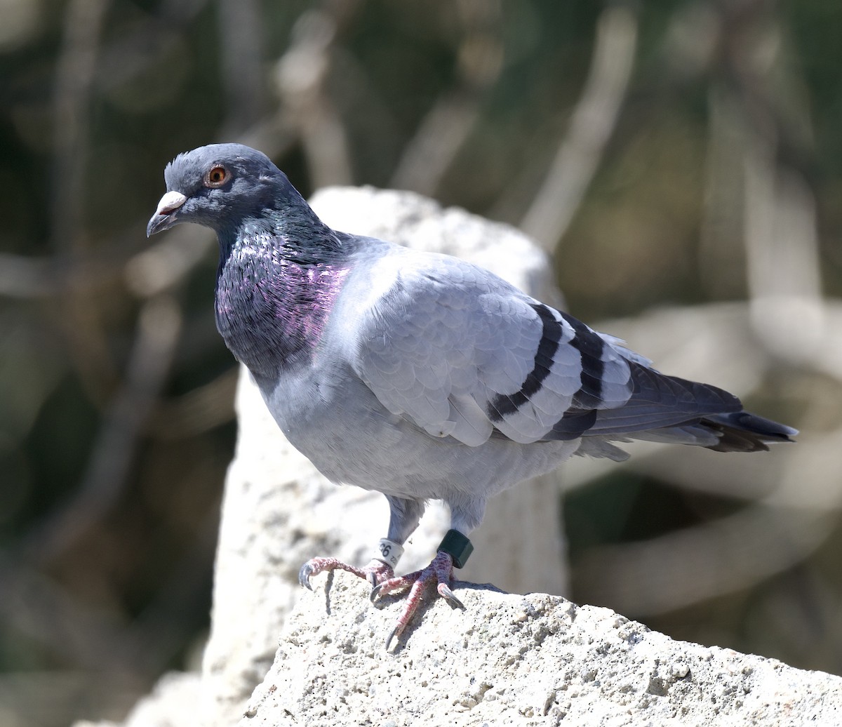 Rock Pigeon (Feral Pigeon) - ML485743621