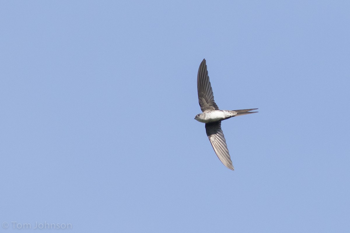 Fork-tailed Palm Swift - ML48574581