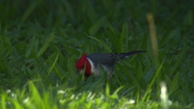 Red-crested Cardinal - ML485750