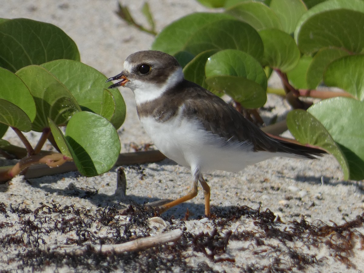 Semipalmated Plover - ML485751511