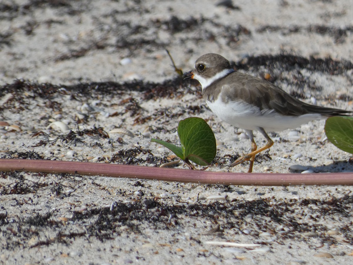 Semipalmated Plover - ML485751571