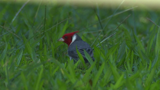 Red-crested Cardinal - ML485752