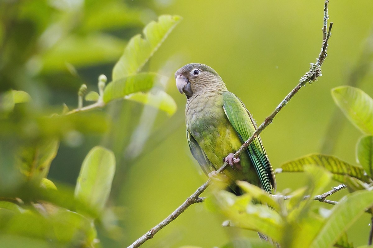 Brown-throated Parakeet - Peter Hawrylyshyn