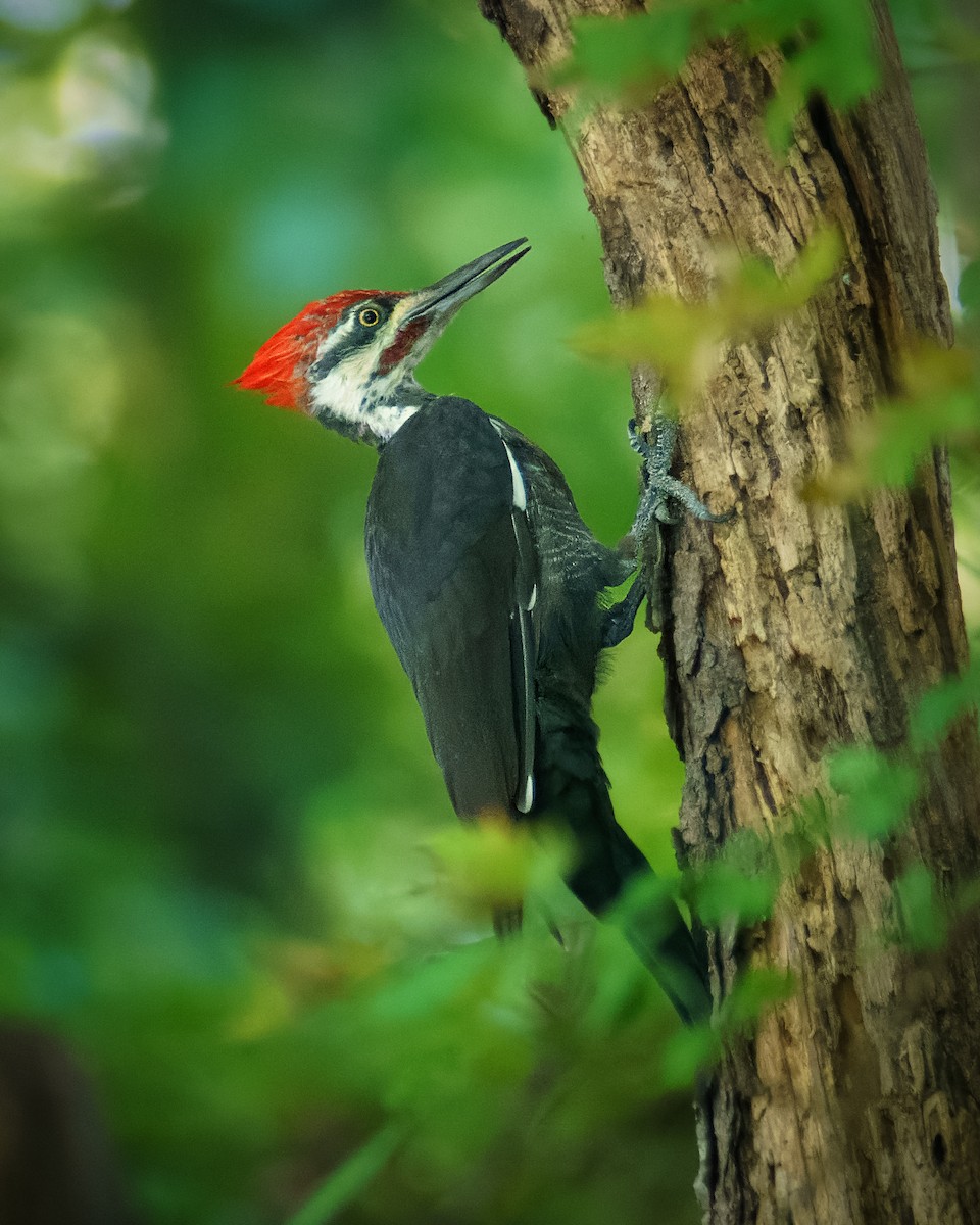 Pileated Woodpecker - Carey Sherrill