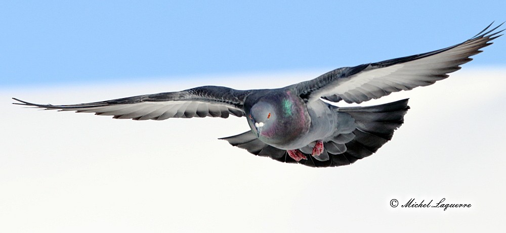 Rock Pigeon (Feral Pigeon) - ML48576101