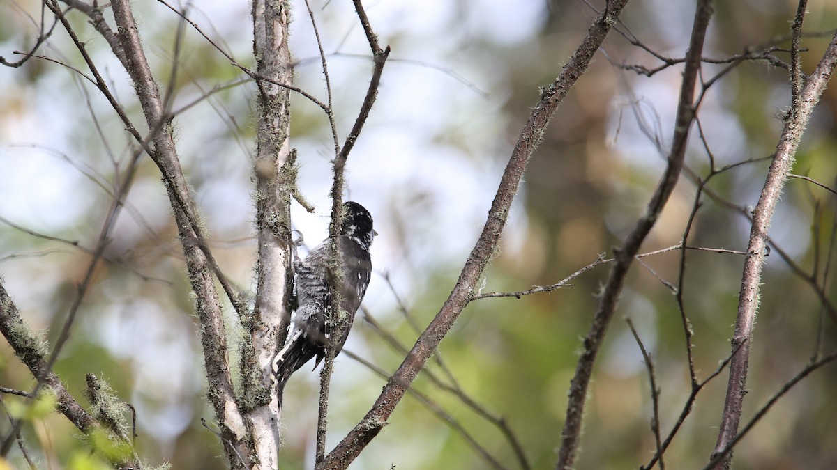 American Three-toed Woodpecker - kosala rajapaksha