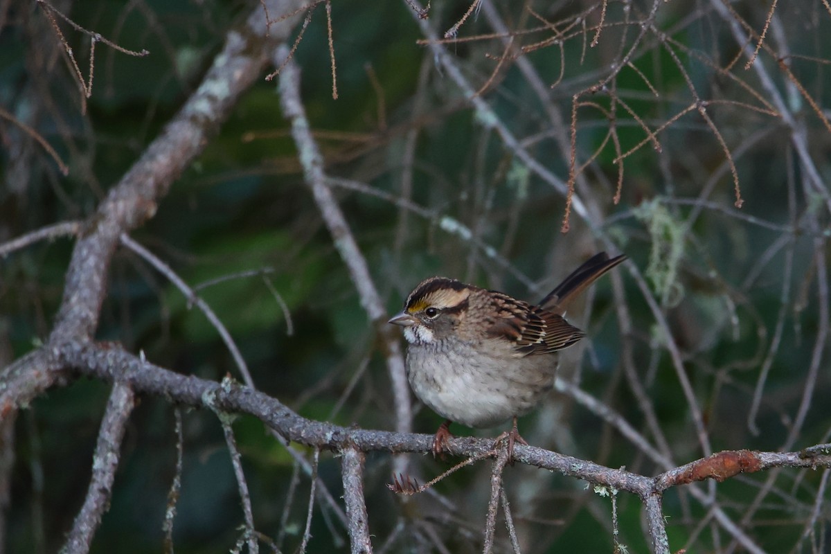 White-throated Sparrow - kosala rajapaksha