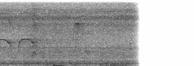 svartryggbekard - ML48577
