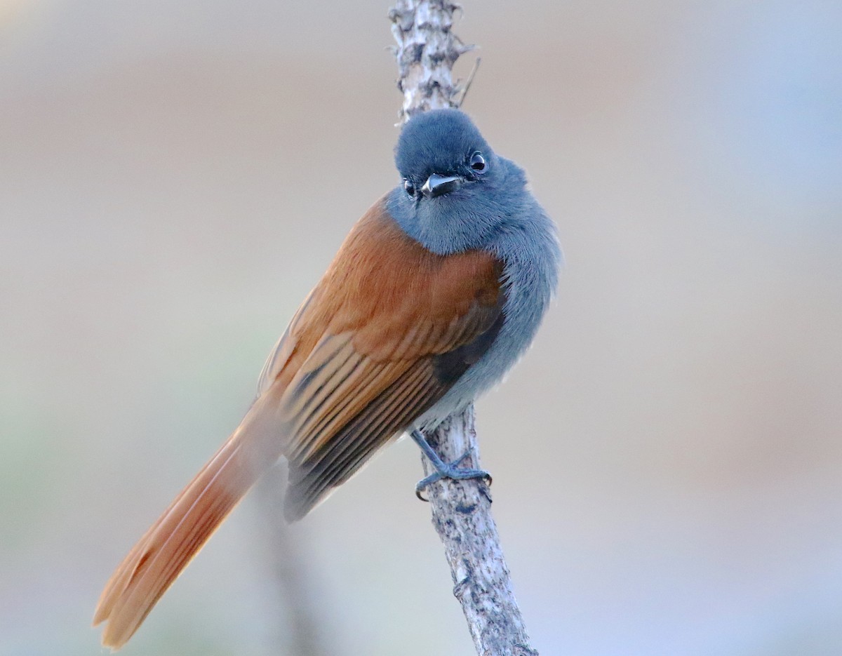 African Paradise-Flycatcher - Gil Ewing