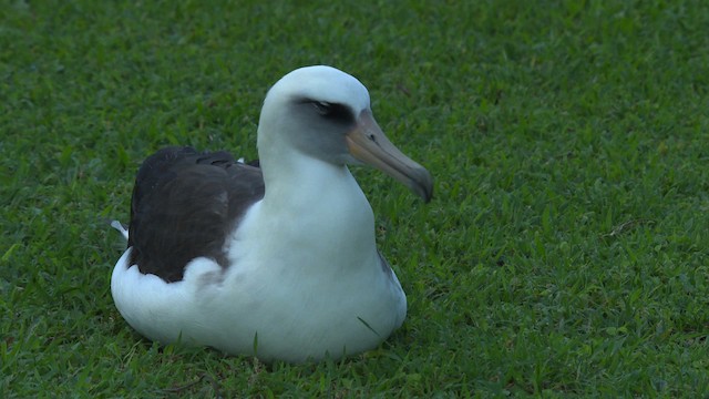 albatros laysanský - ML485771