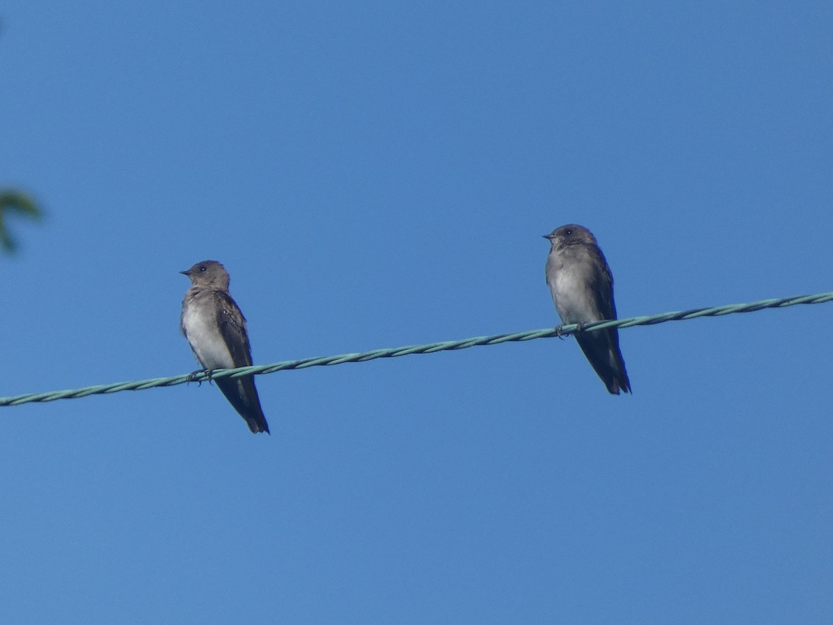 Northern Rough-winged Swallow - ML485779591