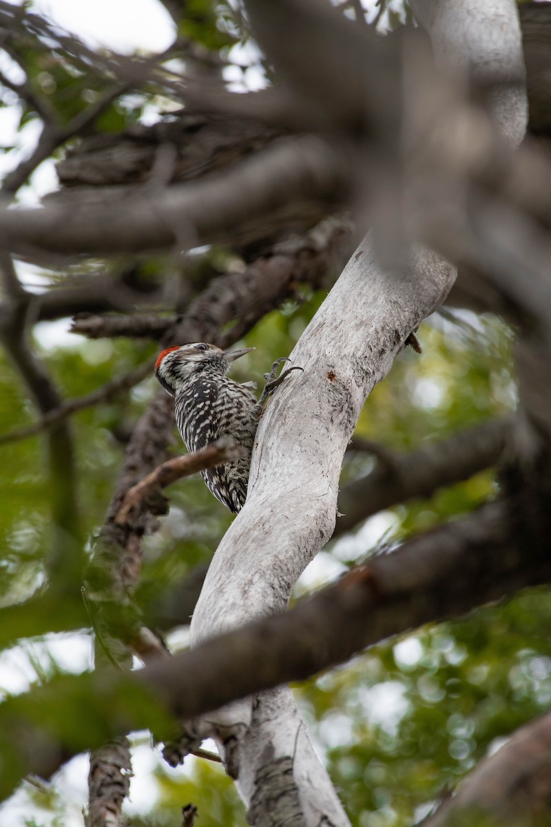 Striped Woodpecker - ML485783961