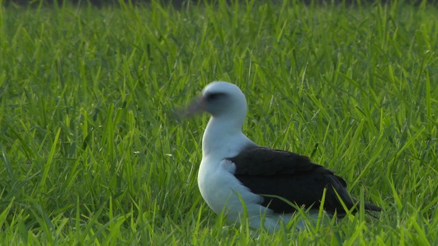 albatros laysanský - ML485788