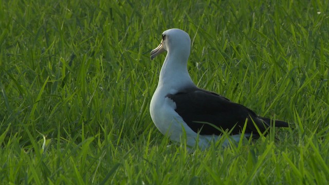 albatros laysanský - ML485789