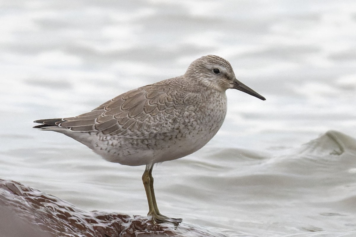 Red Knot - ML485789171