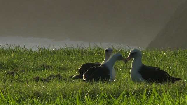 albatros laysanský - ML485791