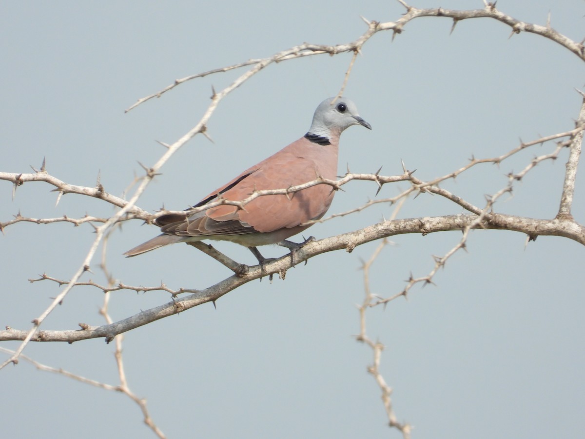 Red Collared-Dove - ML485792681