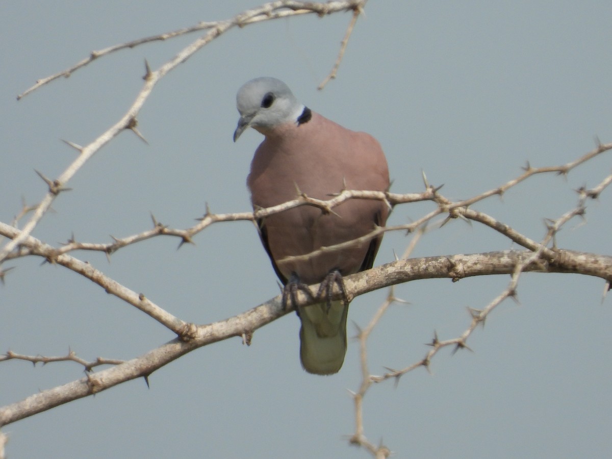 Red Collared-Dove - ML485792911