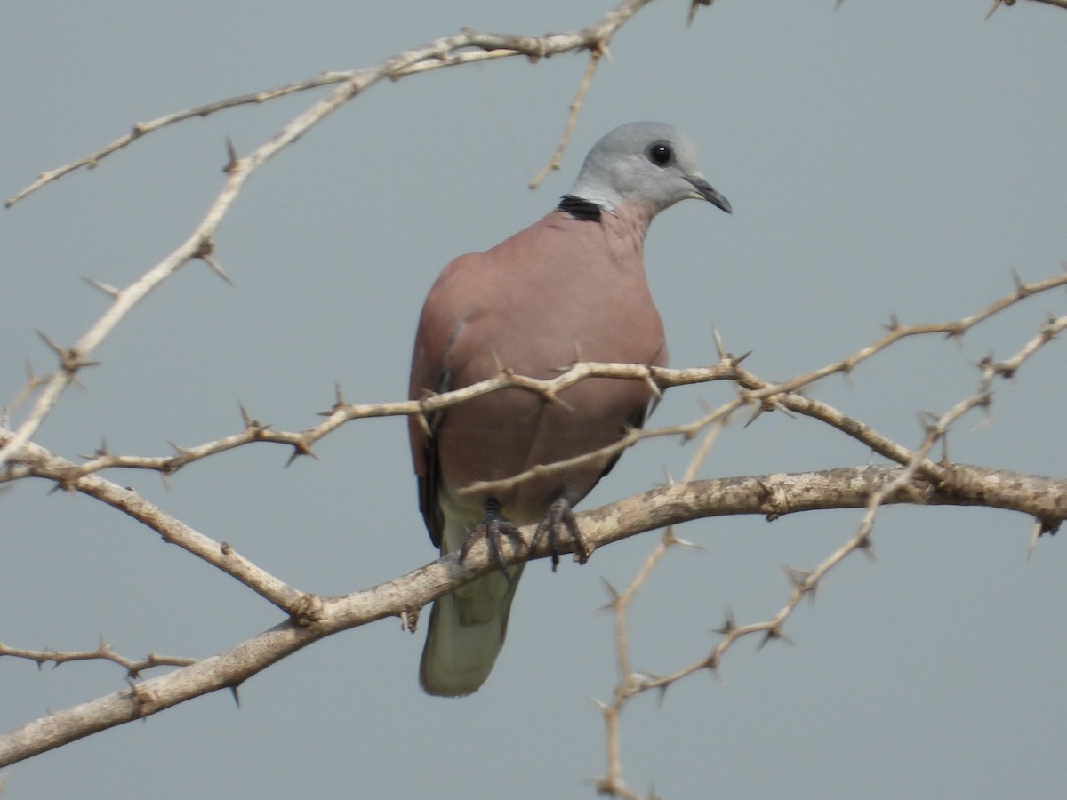 Red Collared-Dove - ML485793041
