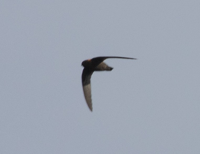 Chestnut-collared Swift - Lindy Fung