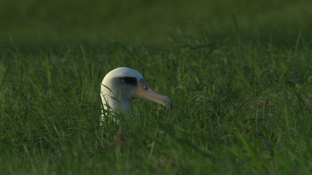 albatros laysanský - ML485795