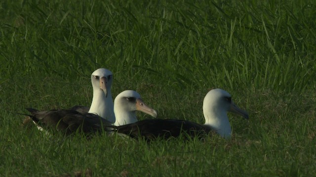 albatros laysanský - ML485796