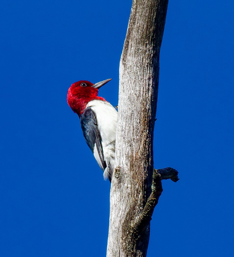 Red-headed Woodpecker - ML485797981