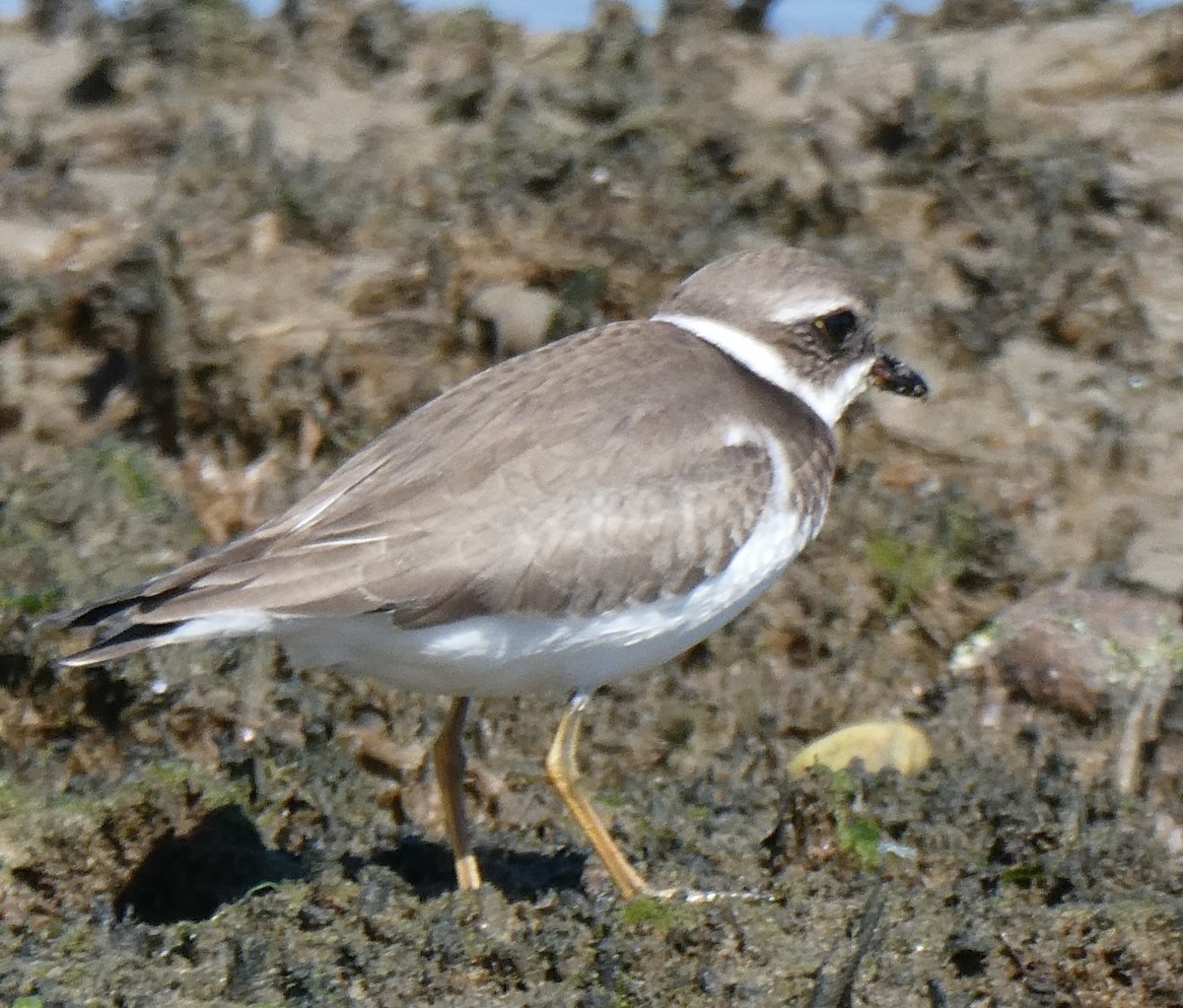 Semipalmated Plover - ML485798571