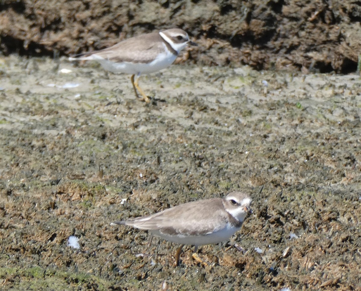 Piping Plover - ML485798641