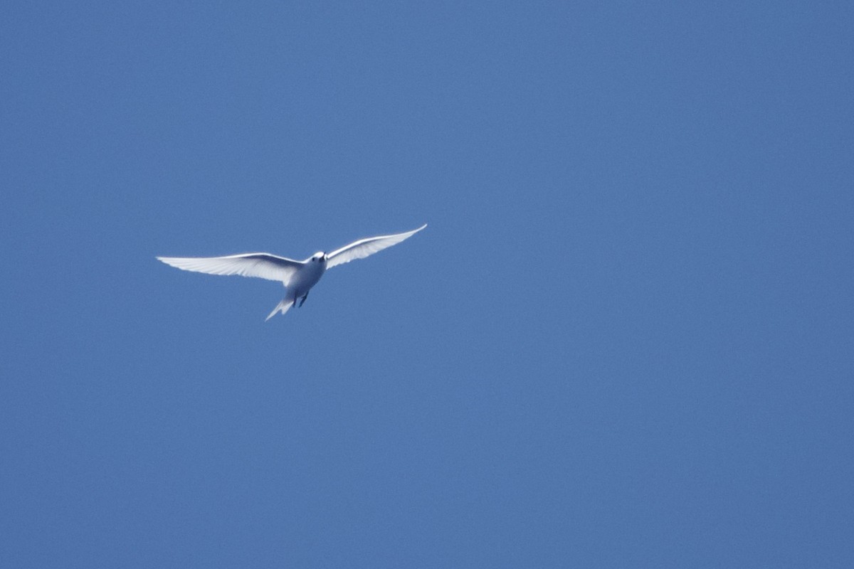White Tern - A Branch