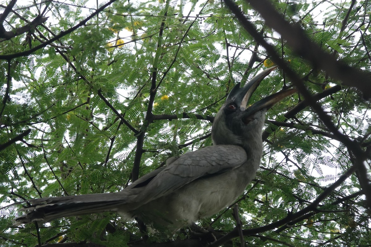 Indian Gray Hornbill - ML485801611
