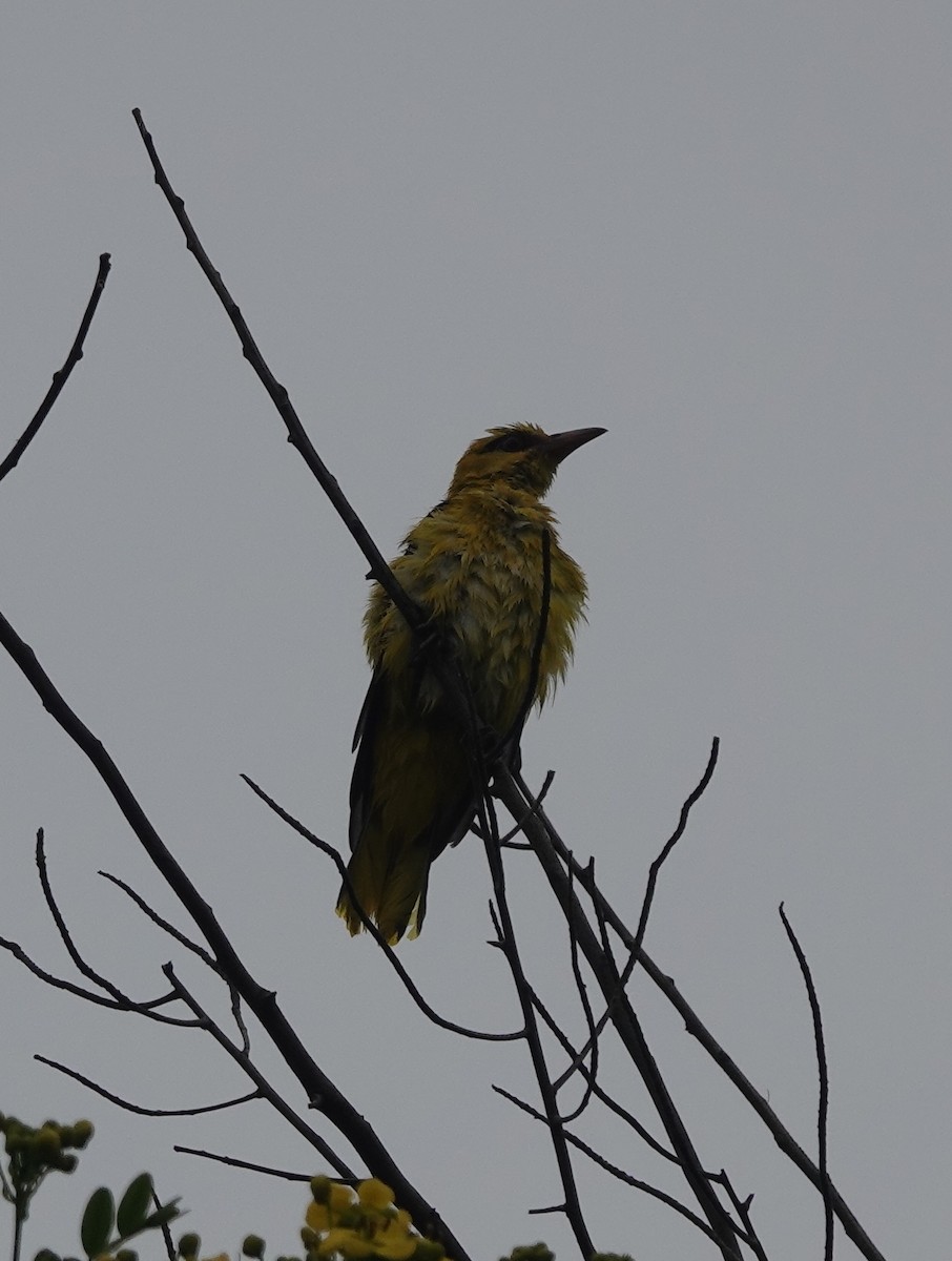 Indian Golden Oriole - ML485801681