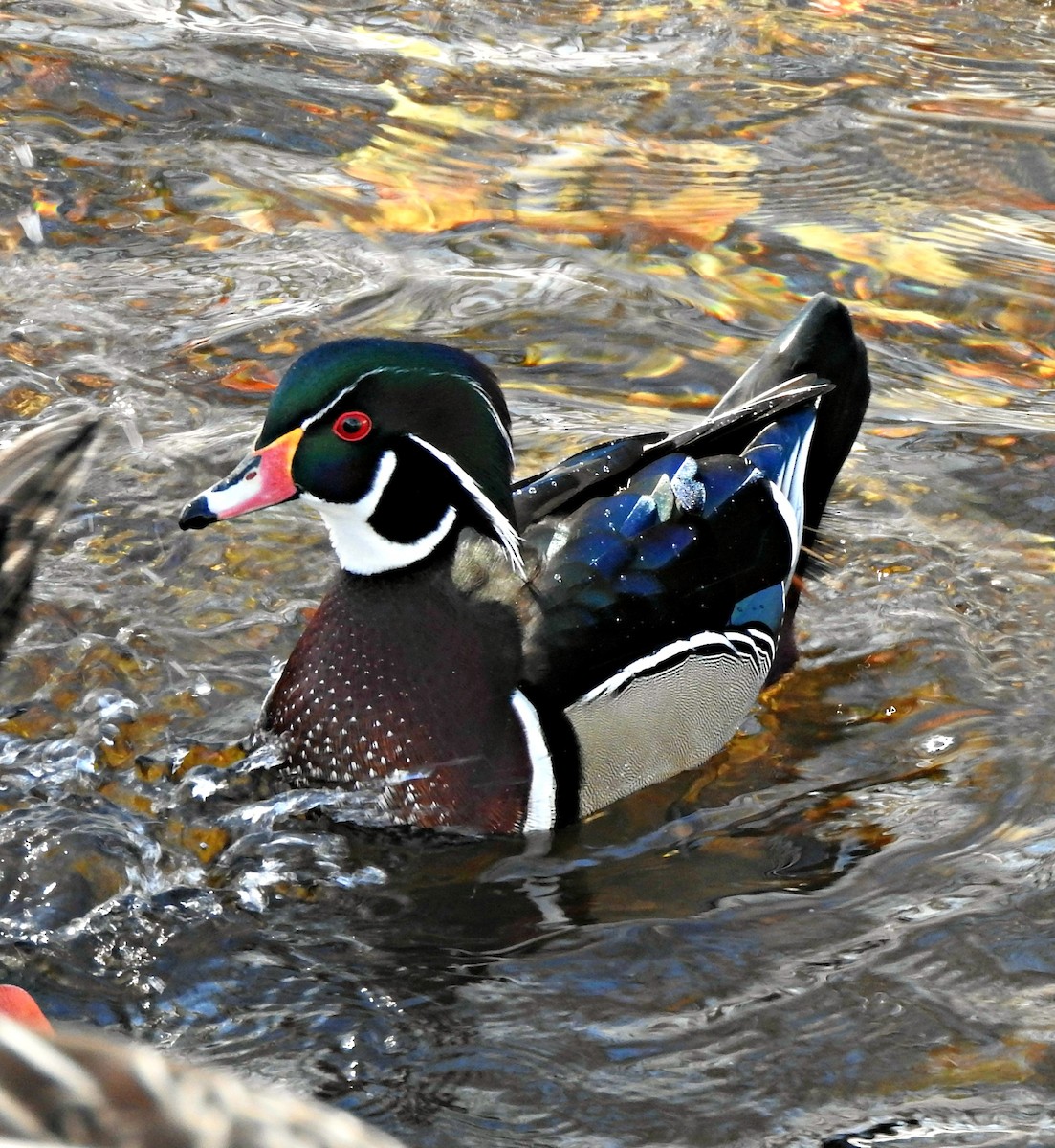Wood Duck - Mary Alley