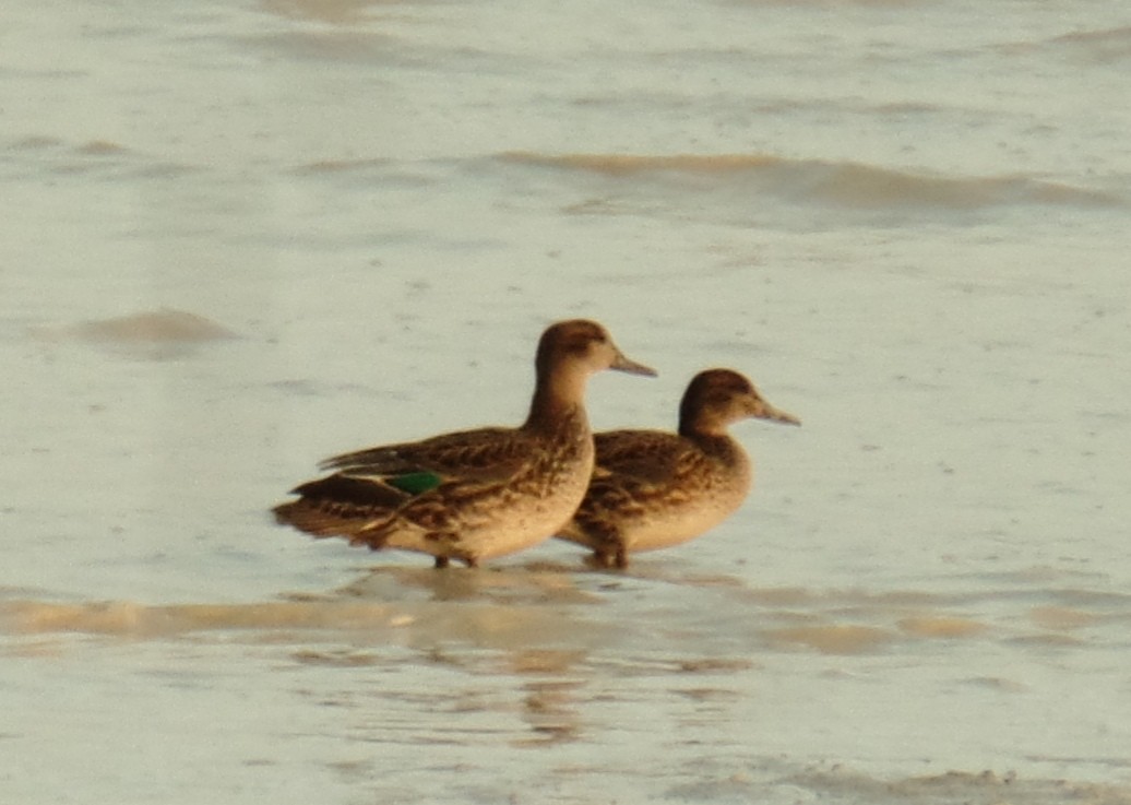Green-winged Teal - ML485807141