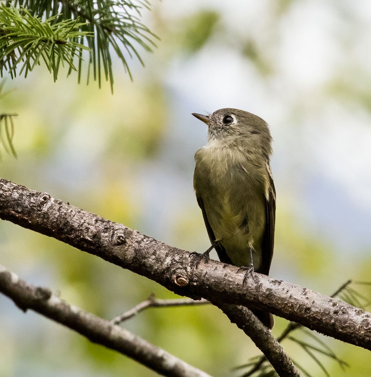 Western Flycatcher (Pacific-slope) - Betty Ray