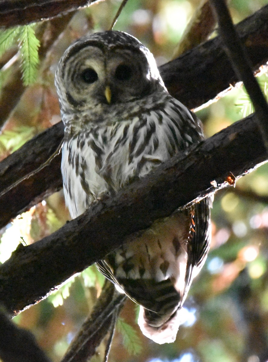 Barred Owl - ML485812851