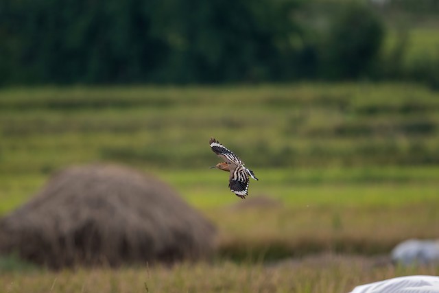 Bird flying during nonbreeding season; Bagmati, Nepal. - Eurasian Hoopoe - 