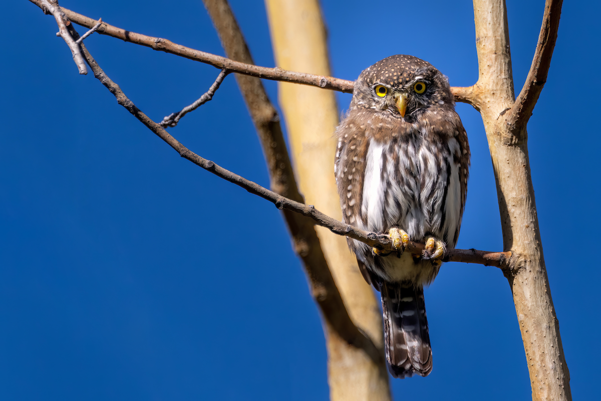 eBird Checklist 19 Sep 2022 Alfred M. Bailey Bird Nesting Area 21