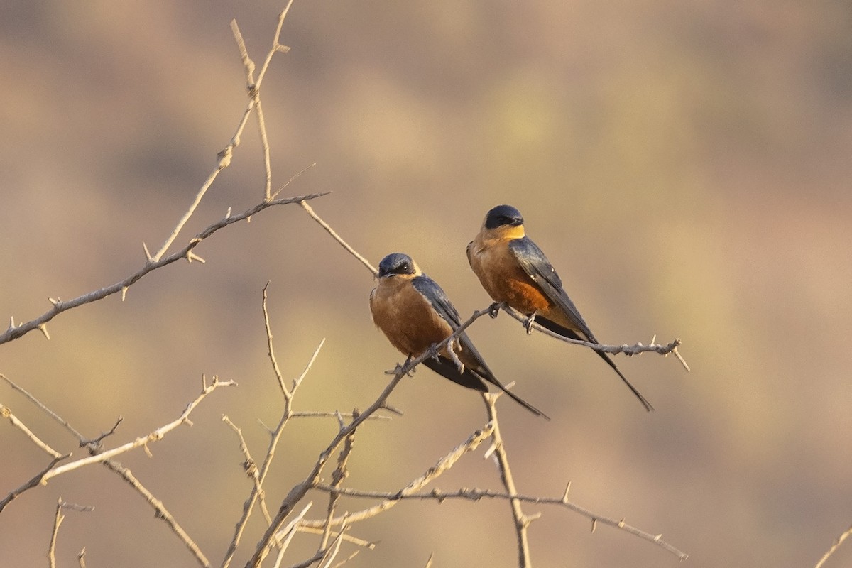 Rufous-chested Swallow - ML485815241