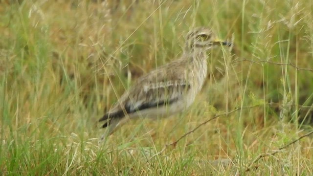 Indian Thick-knee - ML485815421