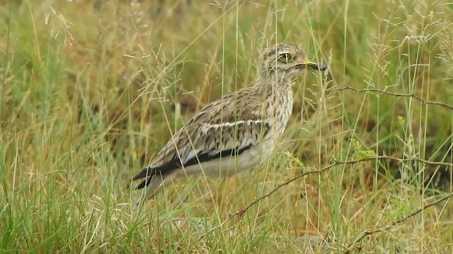 Indian Thick-knee - ML485815431