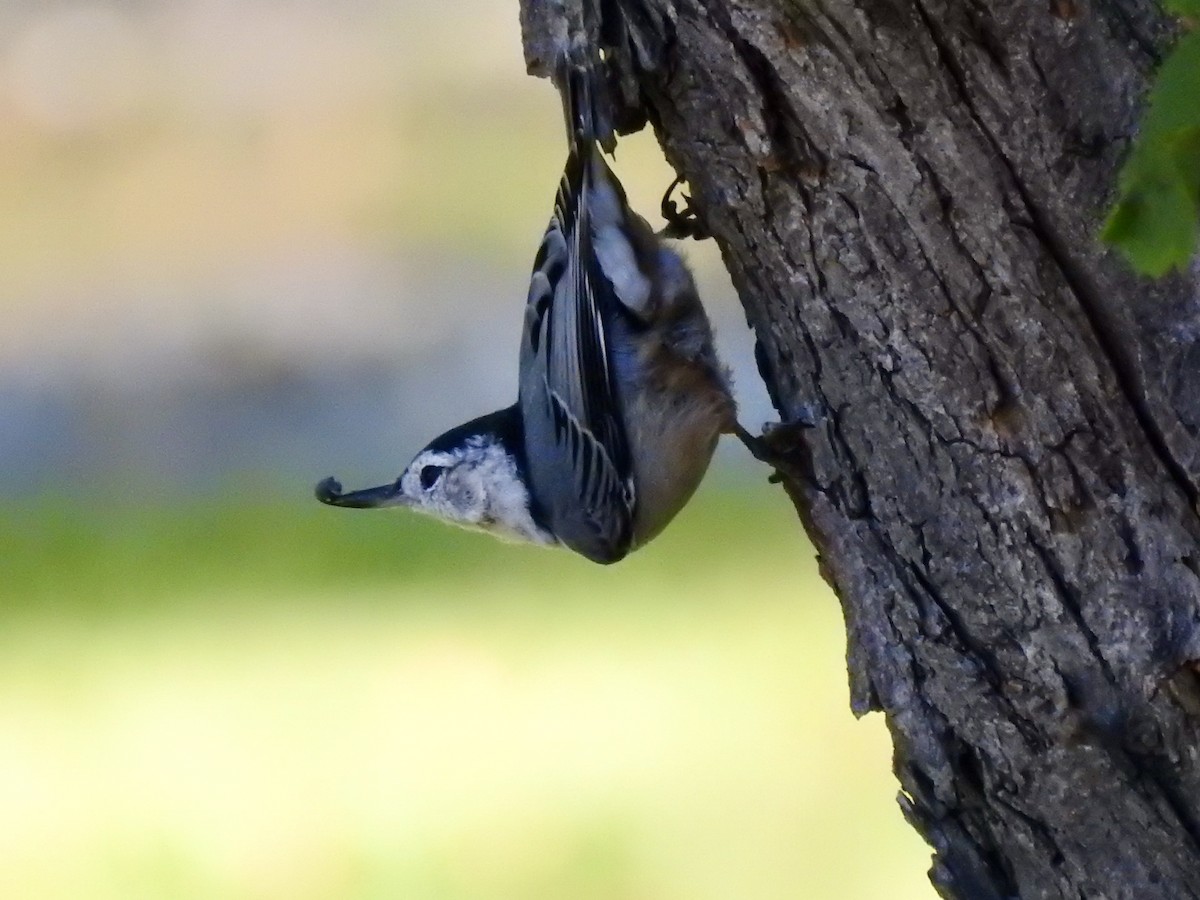White-breasted Nuthatch - ML485815491