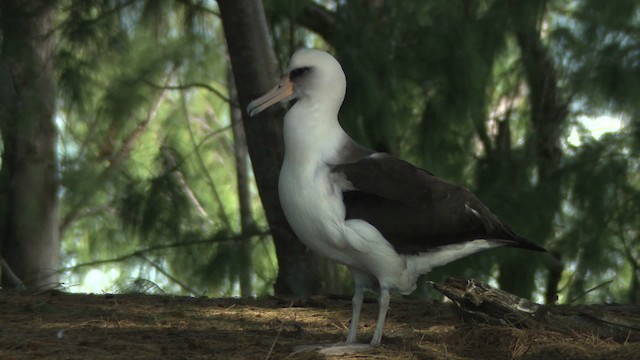 albatros laysanský - ML485819