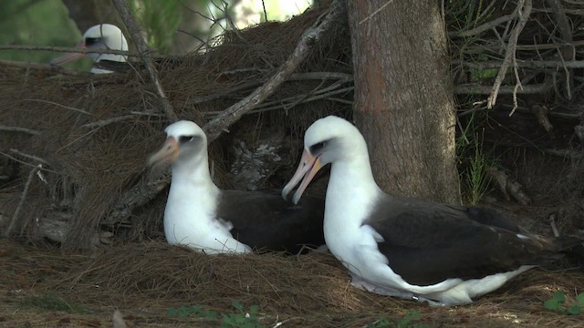 albatros laysanský - ML485820