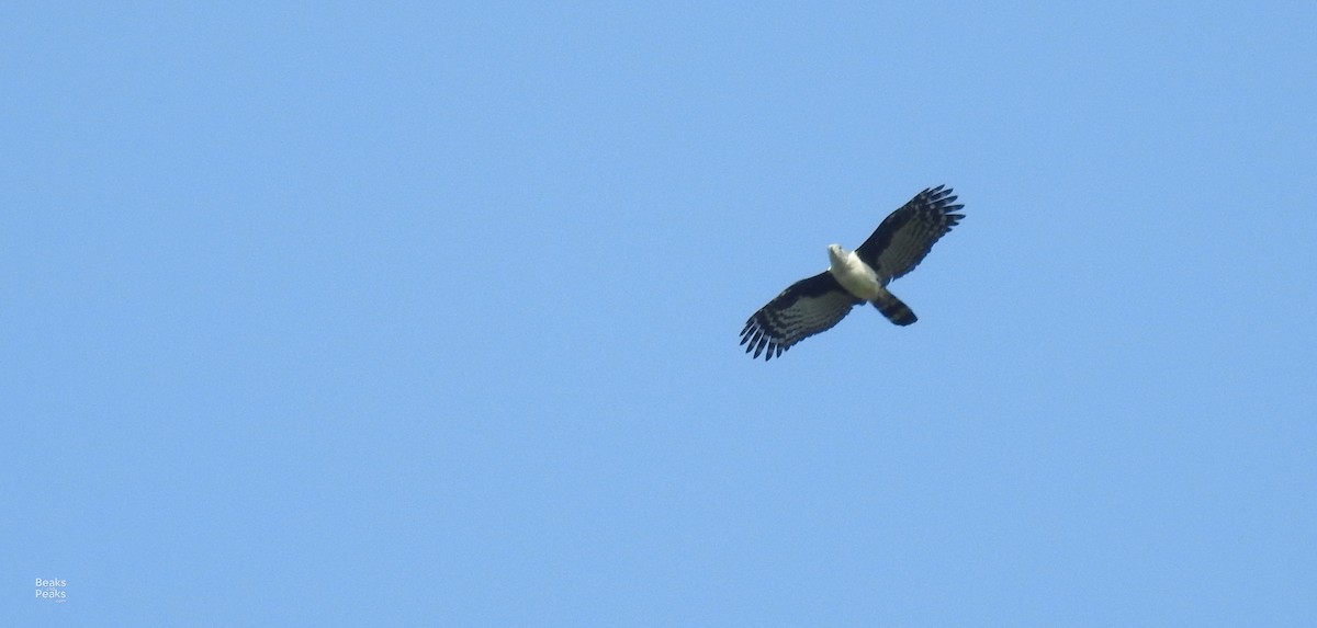 Gray-headed Kite - William Orellana (Beaks and Peaks)