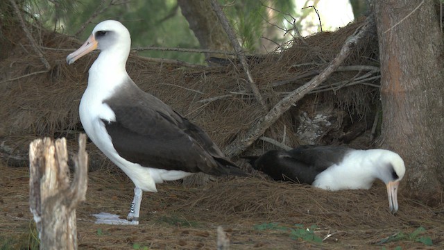 albatros laysanský - ML485822