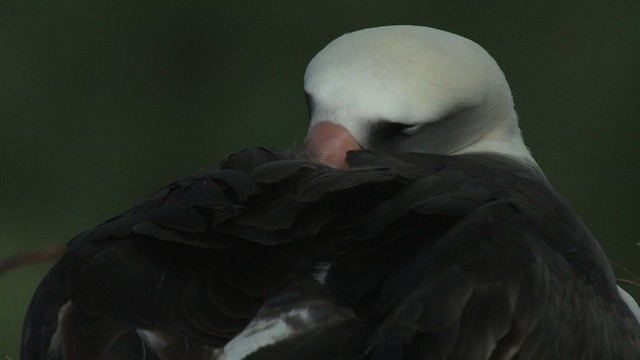albatros laysanský - ML485828