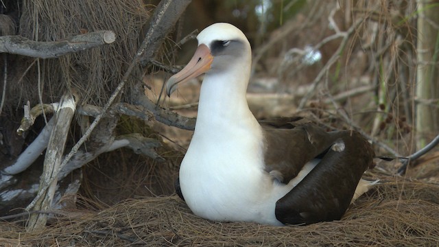 albatros laysanský - ML485829