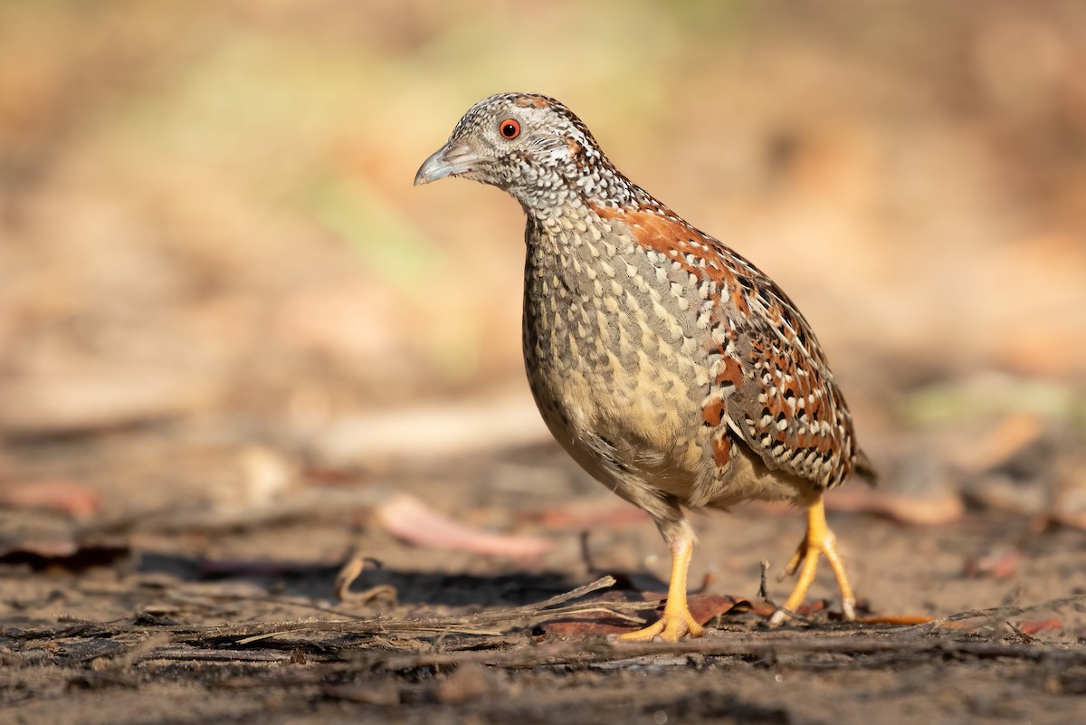 Painted Buttonquail - ML485829351